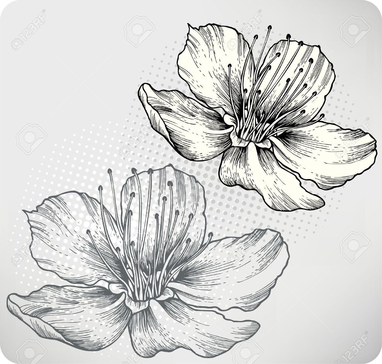 Kenshiro birtok - Page 5 13330439-Flower-apricots-hand-drawing-illustration--Stock-Vector