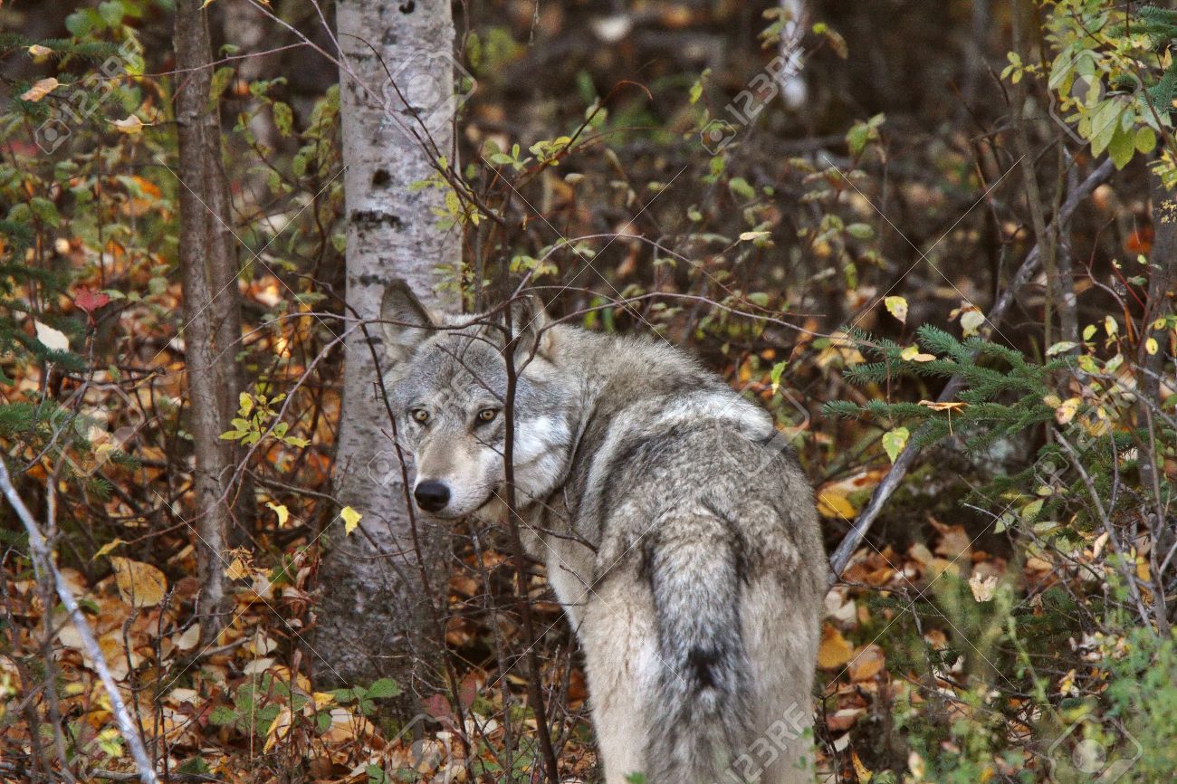 Cathy es atacada a su llegada - Carretera      8385515-Gray-Wolf-along-forest-edge-in-British-Columbia-Stock-Photo-wolf-wolves