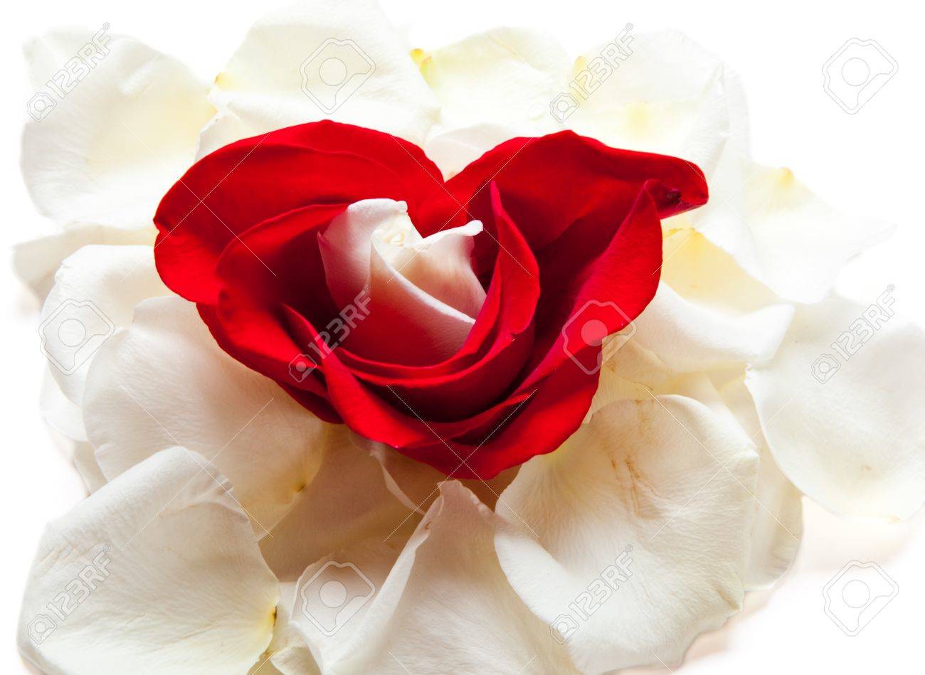 بستااان ورد ملاك الـروح  - صفحة 6 10743302-A-small-white-rose-bud-is-framed-by-heart-shaped-red-rose-petals-and-cradled-on-a-bed-of-creamy-whit-Stock-Photo