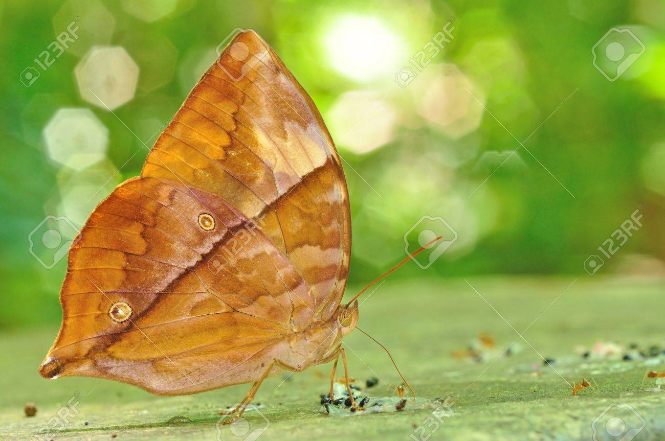 Tìm hiểu Bướm - Page 21 20569959-Brown-butterfly-Common-Saturn-Zeuxidia-amethystus-masoni-on-nature-Stock-Photo