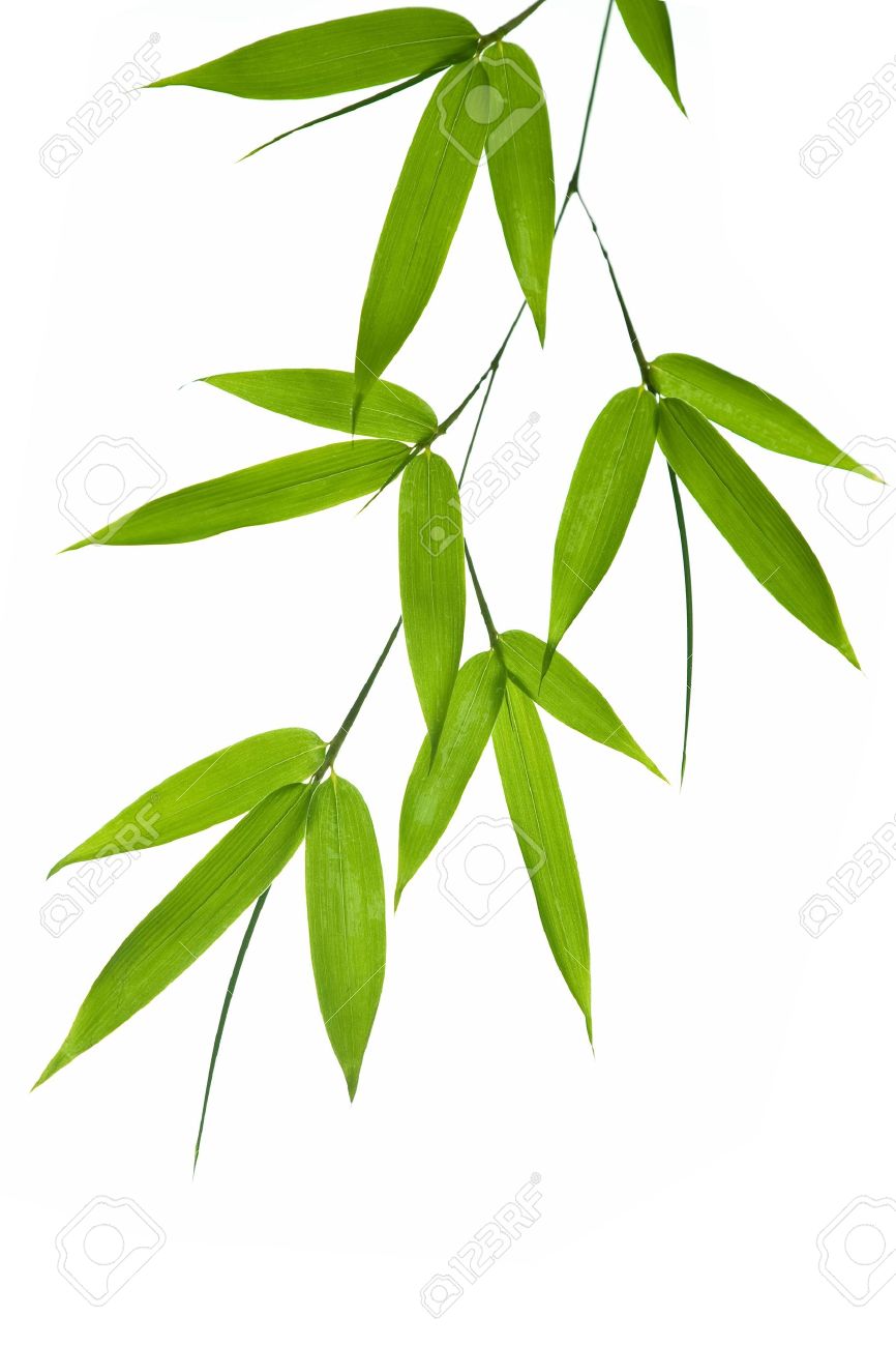 Từ Rau Củ Quả  - Page 2 2635079-High-resolution-image-of-wet-bamboo-leaves-isolated-on-a-white-background-Please-take-a-look-at-my-s-Stock-Photo