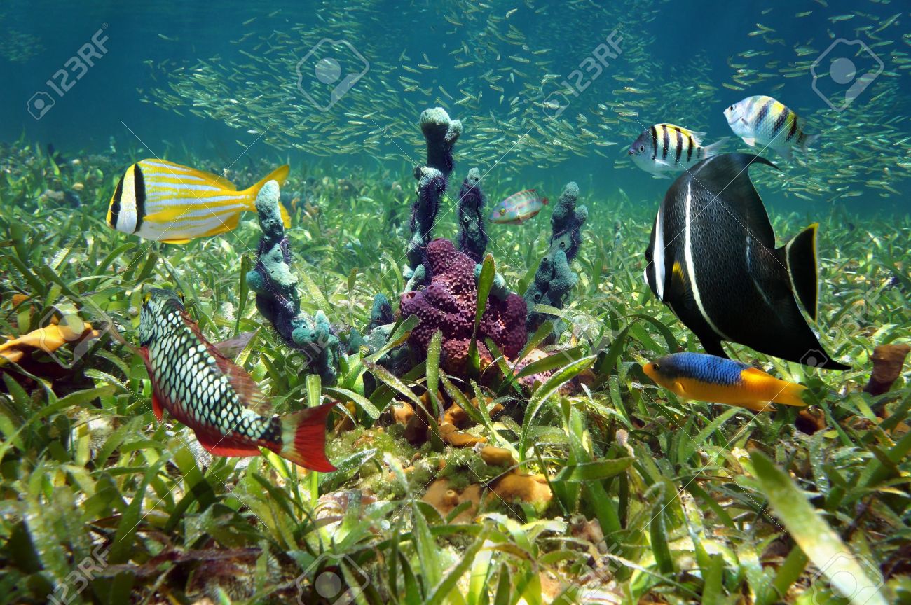 Au-delà de la douance... - Page 3 19090543-colorful-sea-sponges-and-tropical-fish-in-shallow-seabed-of-turtle-grass