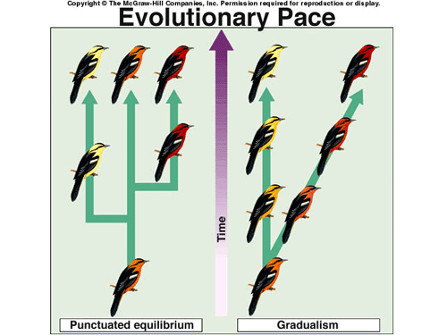 عشر مغالطات فيما يخص نظرية التطور Evolution
