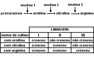 Como as enzimas se reproduzem? - Charada e Resposta - Geniol