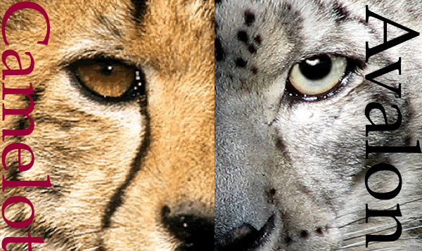 Projet Camelot : Conférence de Vilcabamba en Equateur  Cheetah_snowleopard_med