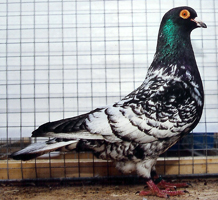 Tete noire de brive Pigeon_Tete_Noir_de_Brive_R.RIPALDI