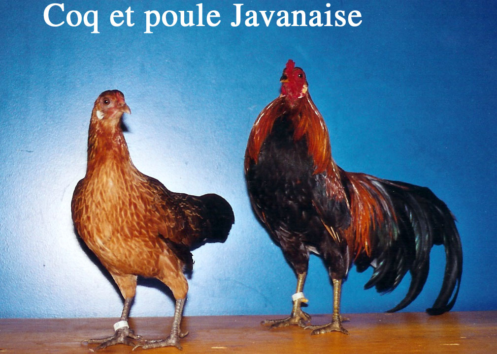 race inconnu Javanaise