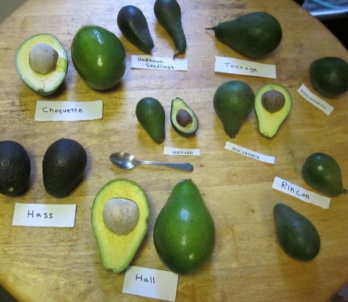 Aguacates, Interesantes Propiedades Variedades-de-palta