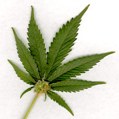 TBM, Meisies en Noobs se Thread - Page 2 Marijuana-leaf