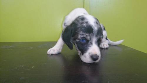 WILKA. Cachorra cruce de pointer de 5 meses en Palencia (PE) A_8481412615347