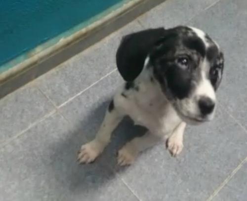 WILKA. Cachorra cruce de pointer de 5 meses en Palencia (PE) A_8481419976728