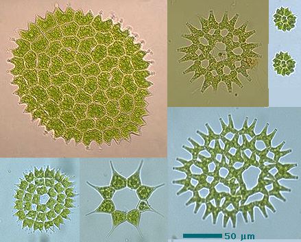 طحلب بدياسترم  Pediastrum Pediastrum