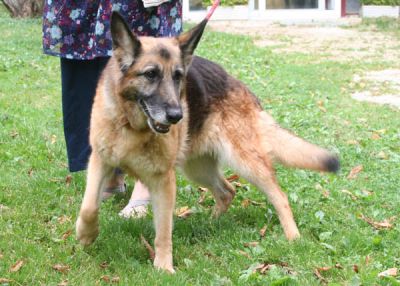 OCTANE  -  Berger Allemand  14 ans  -  Refuge PICOTERIE A CROGIS  (02) Normal_octane_1