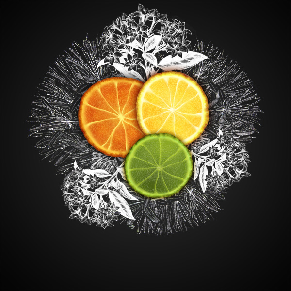 Create a Citrus Fruit Design From Scratch in Photoshop 22