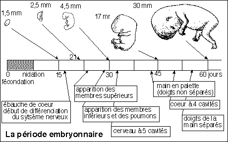 Image Perioemb