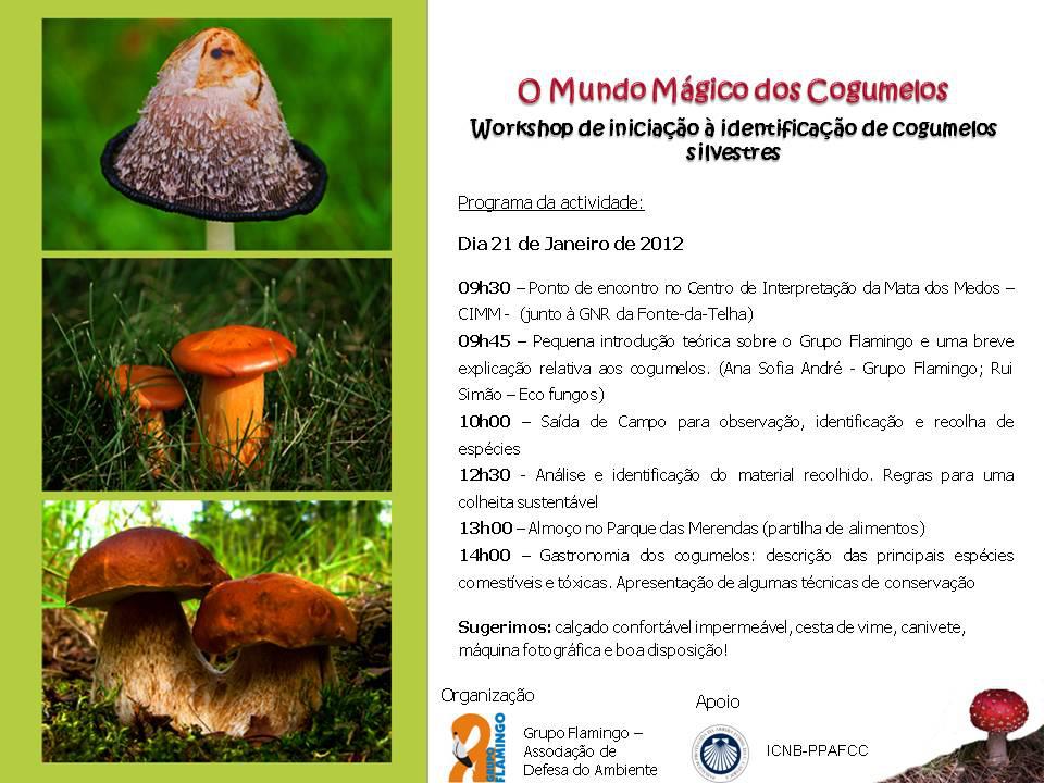 Workshop de Iniciação à Identificação de Cogumelos Silvestre 7kr694