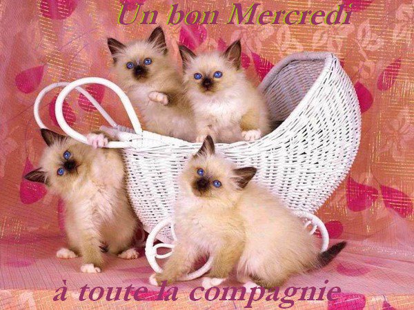 bon mercredi mes amies jcl BON%20MERCREDI5