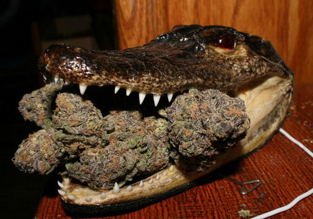 If Cali legalizes weed? - Page 5 Gator