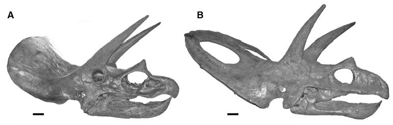 Funciones de cornamenta y golas de los Ceratopsidos  Triceratops-skulls