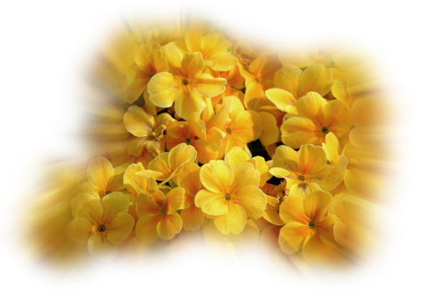 FLOWERS/FIORI  - Pagina 11 6afc3d30