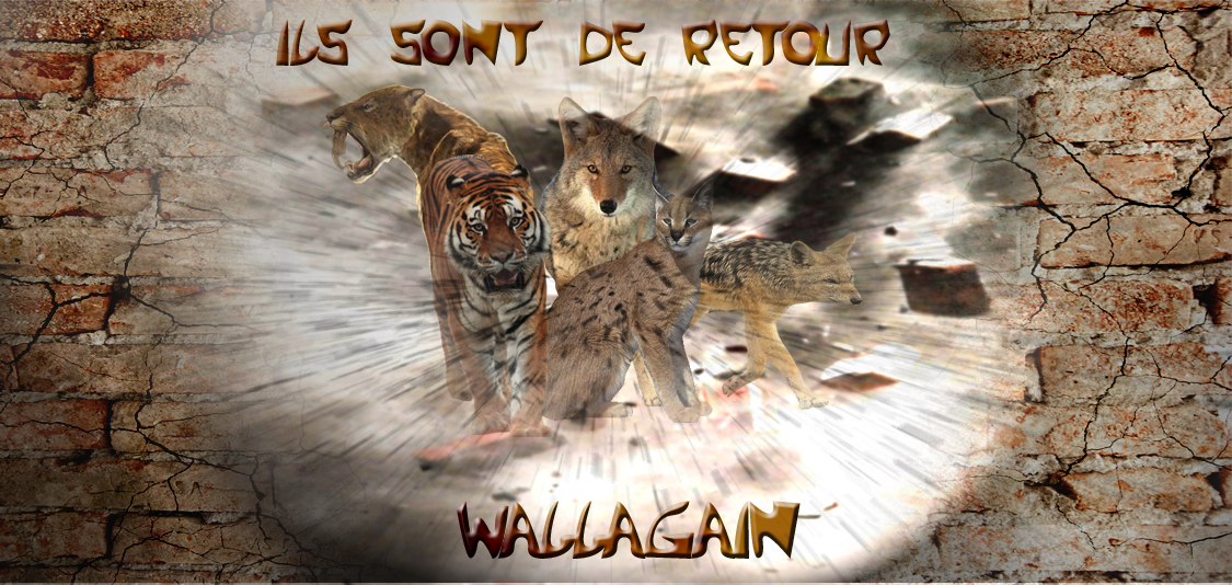 Wallagain CS GO