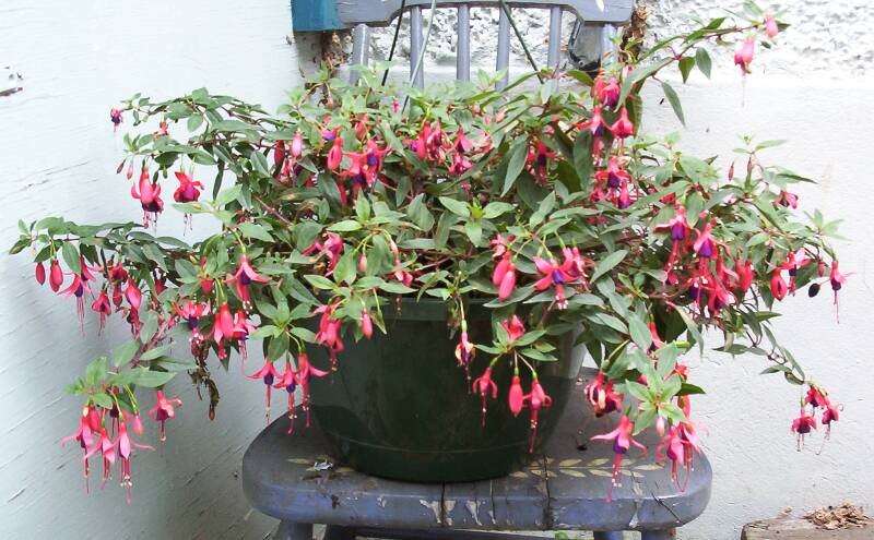 Fuchsias 20030708-fuschia-1