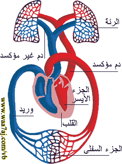 الانسان Untitled-21