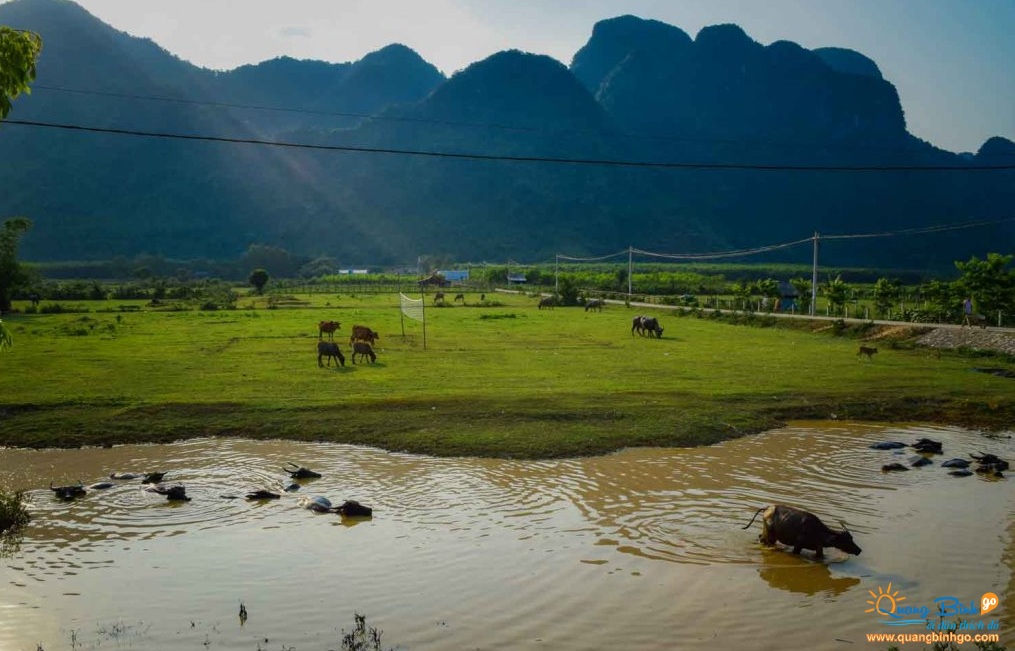 Du lịch nghỉ dưỡng: Du lịch Quảng Bình khám phá động Phong Nha tuyệt đẹp Phong-Nha-quangbinhgo