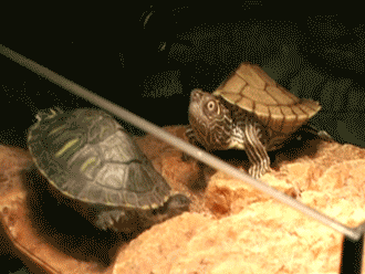 Animales en movimiento. - Página 3 Gif-gracioso-tortuga-cara-sorpresa-surprised-turtle