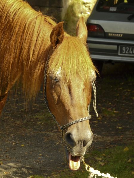 Humour de cheval??!?! P1020091