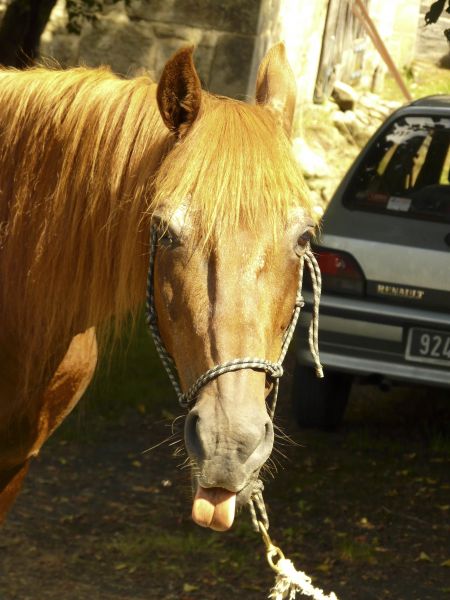 Humour de cheval??!?! P1020092