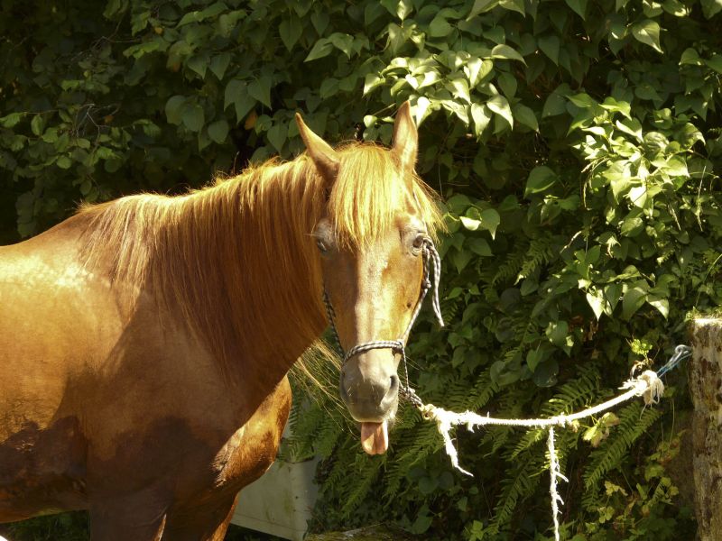 Humour de cheval??!?! P1020110