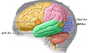 تركيب المخ البشري في ضوء القرآن  Braain