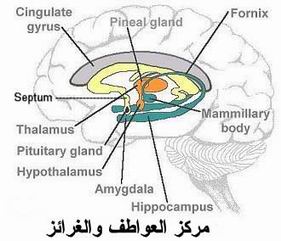 تركيب المخ البشري في ضوء القرآن  Brain1