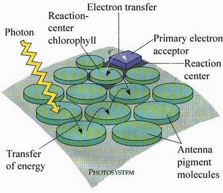 البناء الضوئي في النبات Photosystem