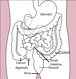 اكتشاف الدور الحقيقي للزائدة الدودي 1191850050250px-stomach_colon_rectum_diagram.svg