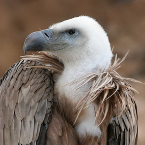 مناقير الطيور آية من آيات الله...سبحان الله ...صور 1196711125600px-eagle_beak_sideview_a