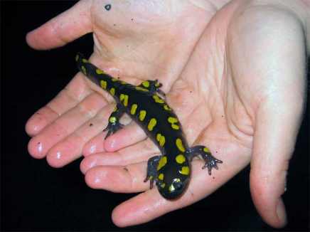  نبات ينمو في خلايا حيوان : معجزة Ambystoma_maculatum