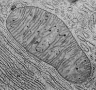  نبات ينمو في خلايا حيوان : معجزة RTEmagicC_mitochondrie_DR_txdam15315_90ecd5