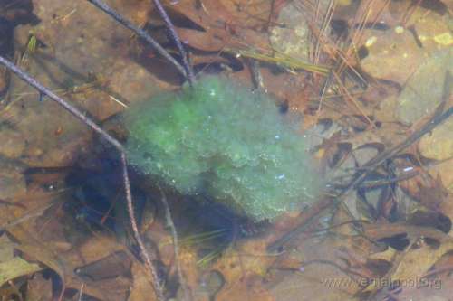  نبات ينمو في خلايا حيوان : معجزة WF-algae