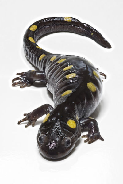  نبات ينمو في خلايا حيوان : معجزة 401px-SpottedSalamander