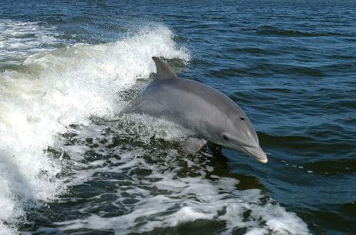 الإشارة إلى الأصوات التحت والفوق سمعية  800px-Bottlenose_Dolphin_KSC04pd0178