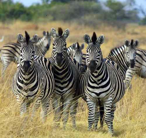 الاتحاد قوة ... حتى عند الحيوانات  633px-Zebra_Botswana_edit02
