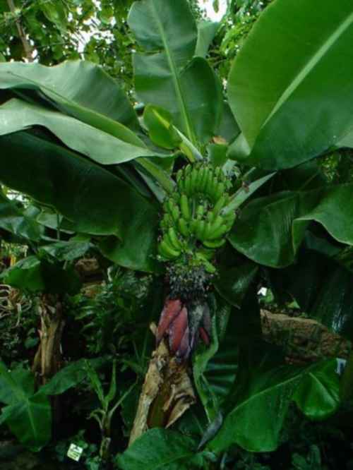 المعجزات الحيوية فى الأوراق النباتية  Banana_Tree_01