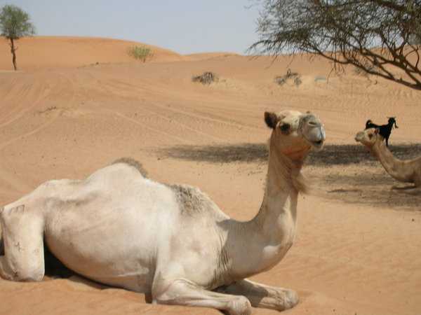 فوائد بول وألبان الإبل Camel_by_zoochick