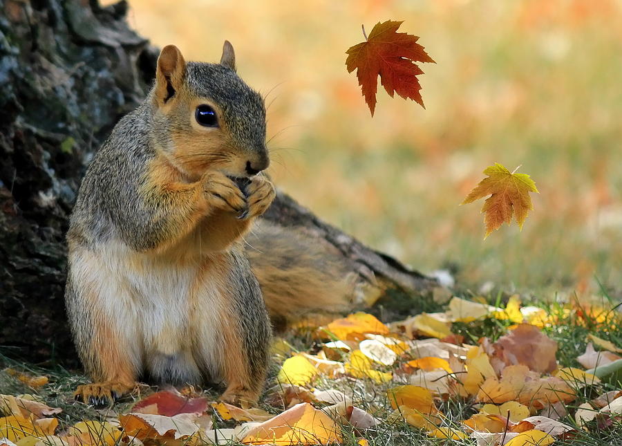 ЕСЕНСКА  ИДИЛА ВО СЛИКИ   Autumn-squirrel-susan-schwarting