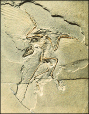 Origen y evolución de las aves. ¿Viven los dinosaurios aun entre nosotros? Archeopteryx2