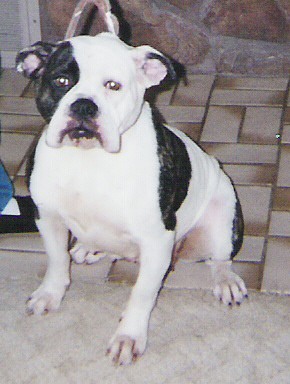 american bulldog Sally