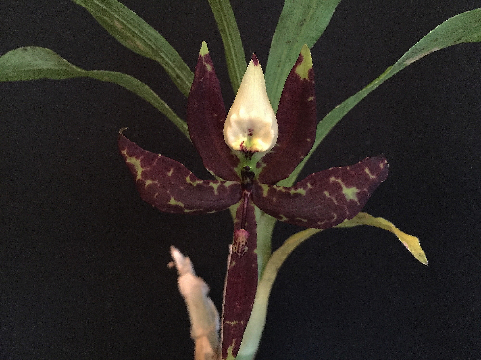 Cycnoches Tawny (chlorochilon x egertonianum 'red') Cyc1