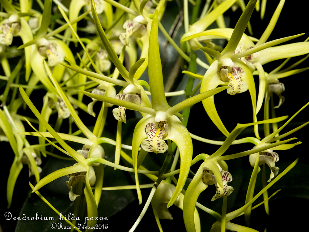 Dendrobium Hilda Poxon var. jaune (Den. tetragonum x den. speciosum) n°2 HildaPoxonGPs